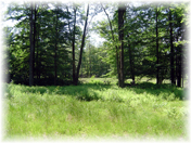 Lot 19 Split Rock - looking toward 16th fairway